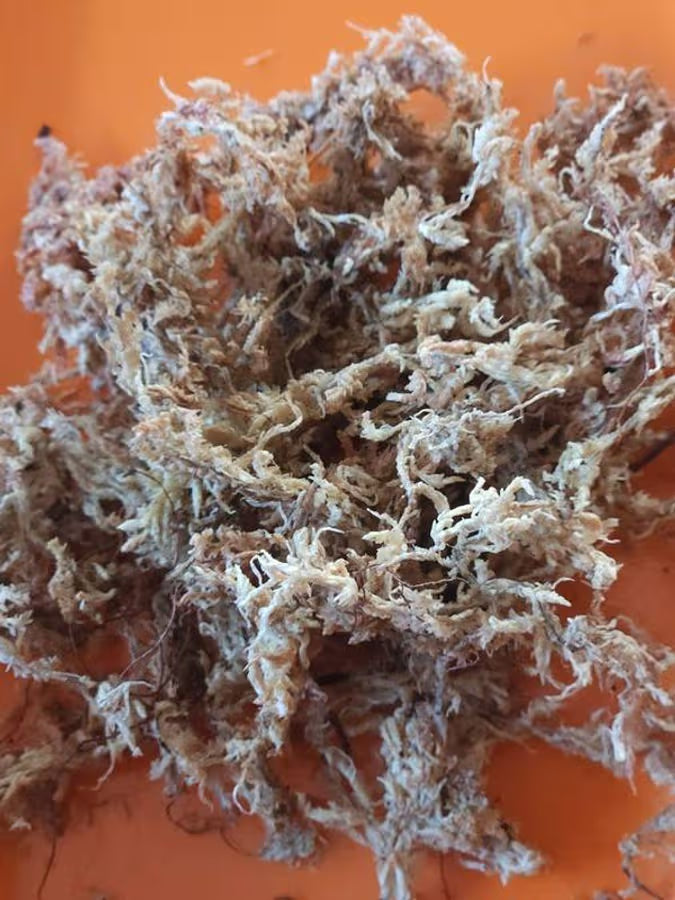 Rehydrated Sphagnum Moss