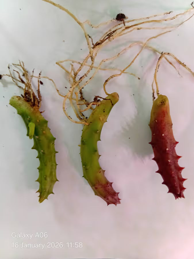 Kenyan Dragon Flower (Huernia keniensis)