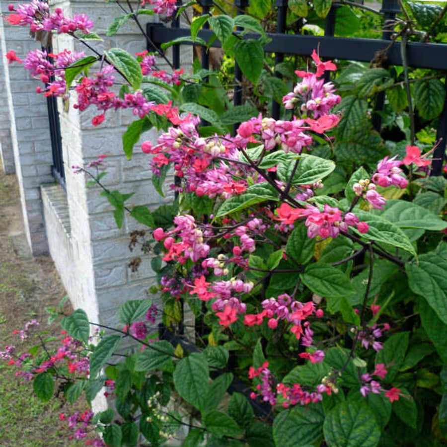 Hybrid Bleeding Heart Vine (Clerodendrum x Speciosum)