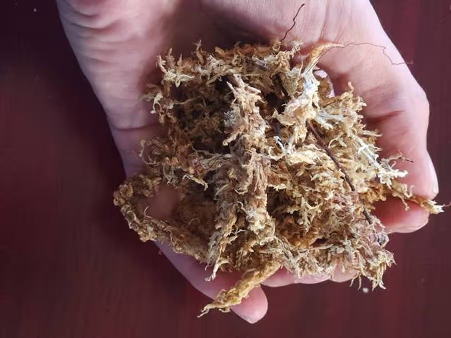 Rehydrated Sphagnum Moss