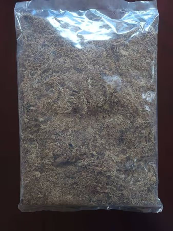 Rehydrated Sphagnum Moss