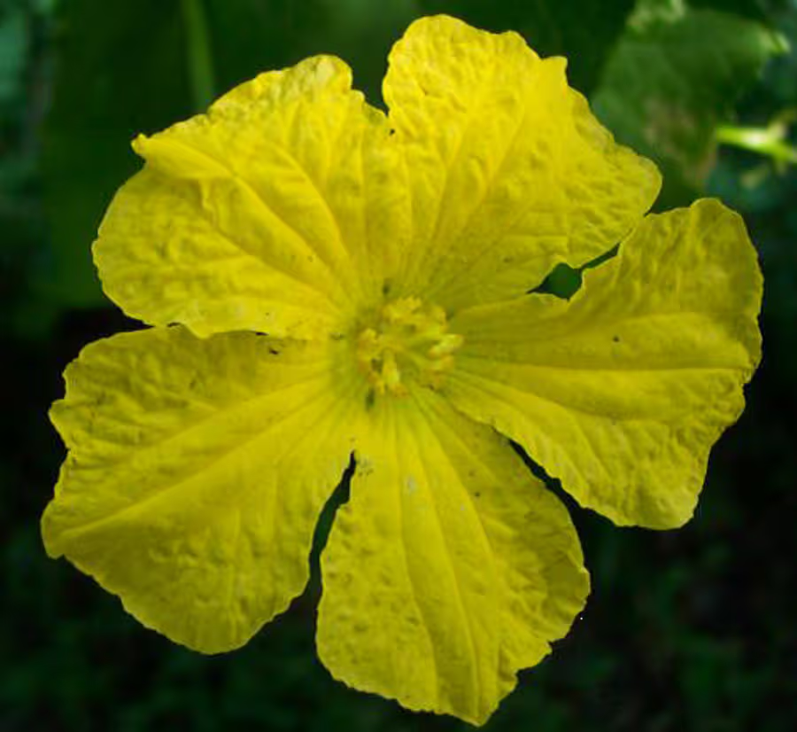 SEEDS: Loofa Sponge Gourd