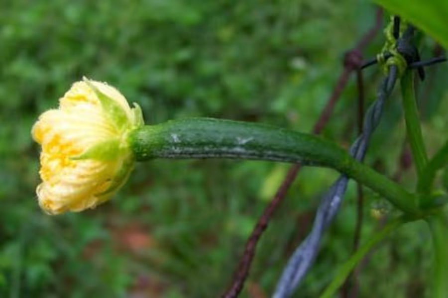 SEEDS: Loofa Sponge Gourd