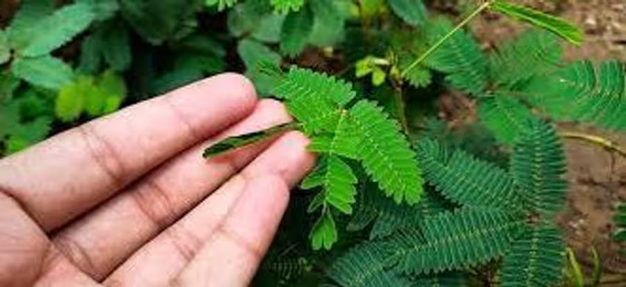 SEEDS: Mimosa Pudica (Touch-me-not)