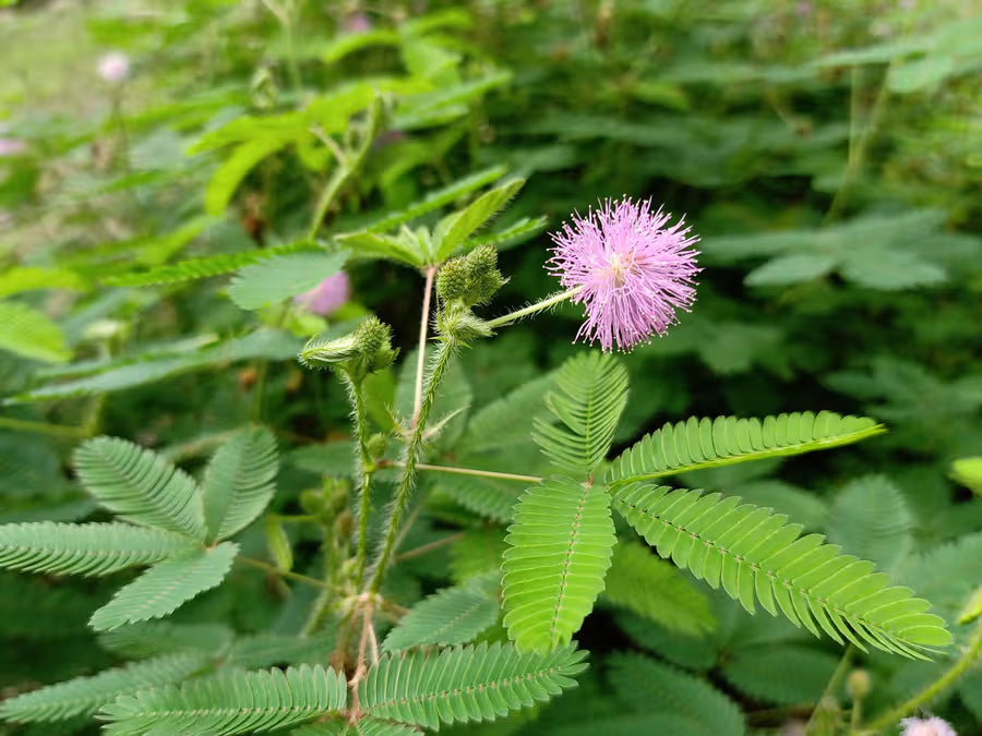 SEEDS: Mimosa Pudica (Touch-me-not)
