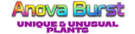 Anova Burst cc - Home