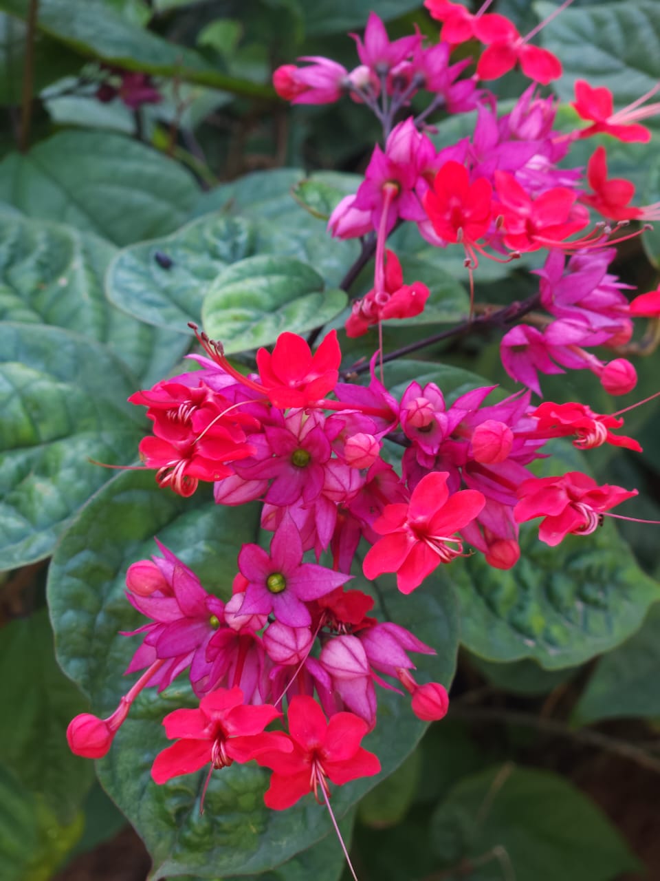Close-up of bright pink and red flowers with green leaves, photographed outdoors.