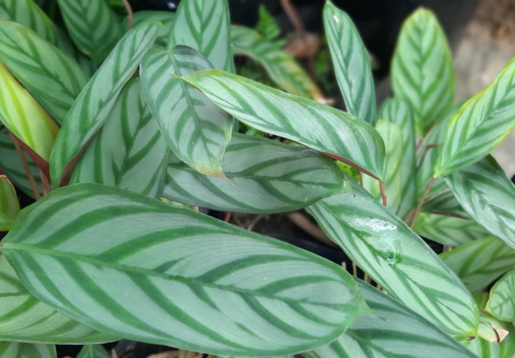 Grey Star Prayer Plant (Ctenanthe setosa)