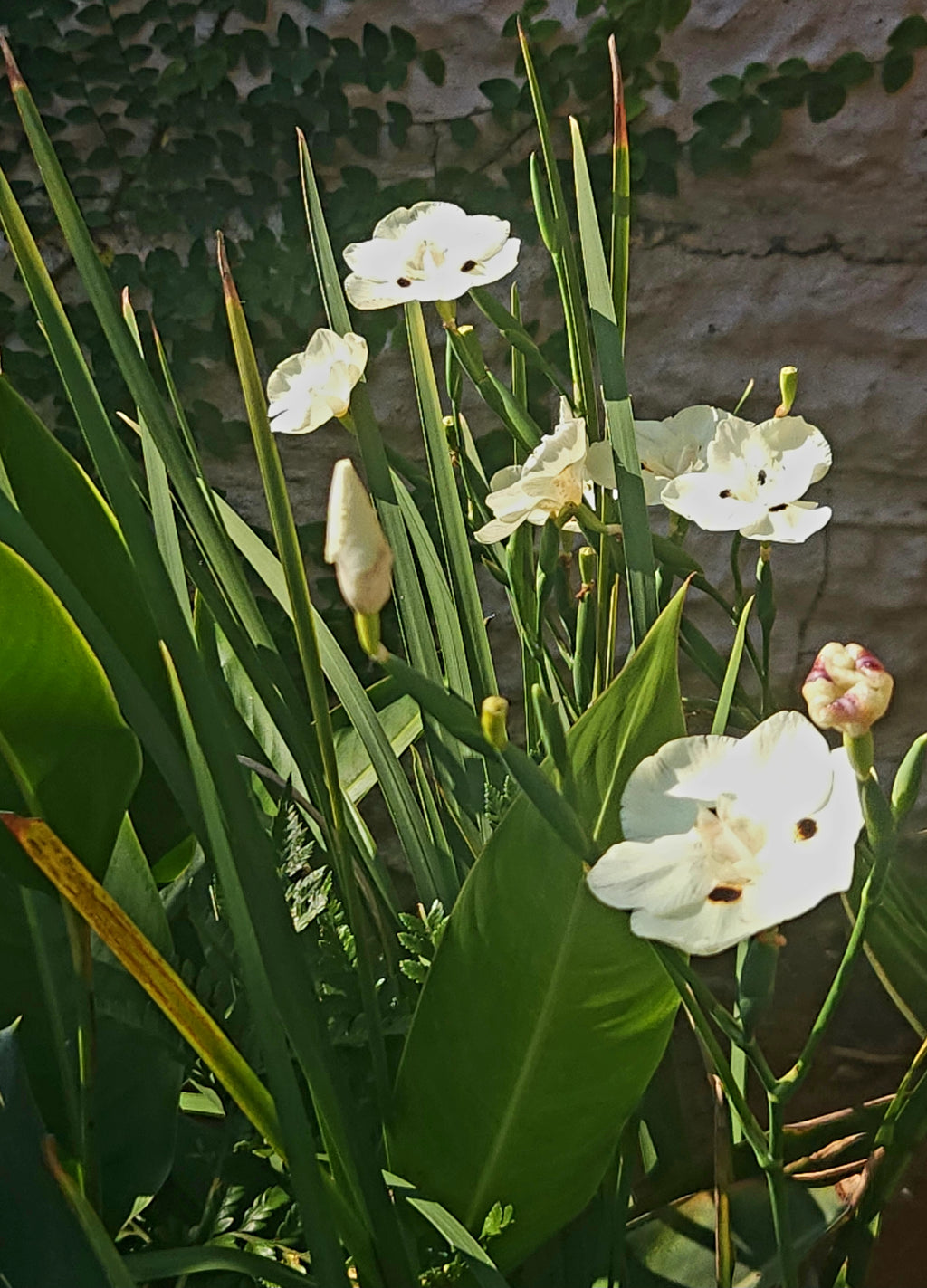 Yellow African Iris (Dietes bicolor)