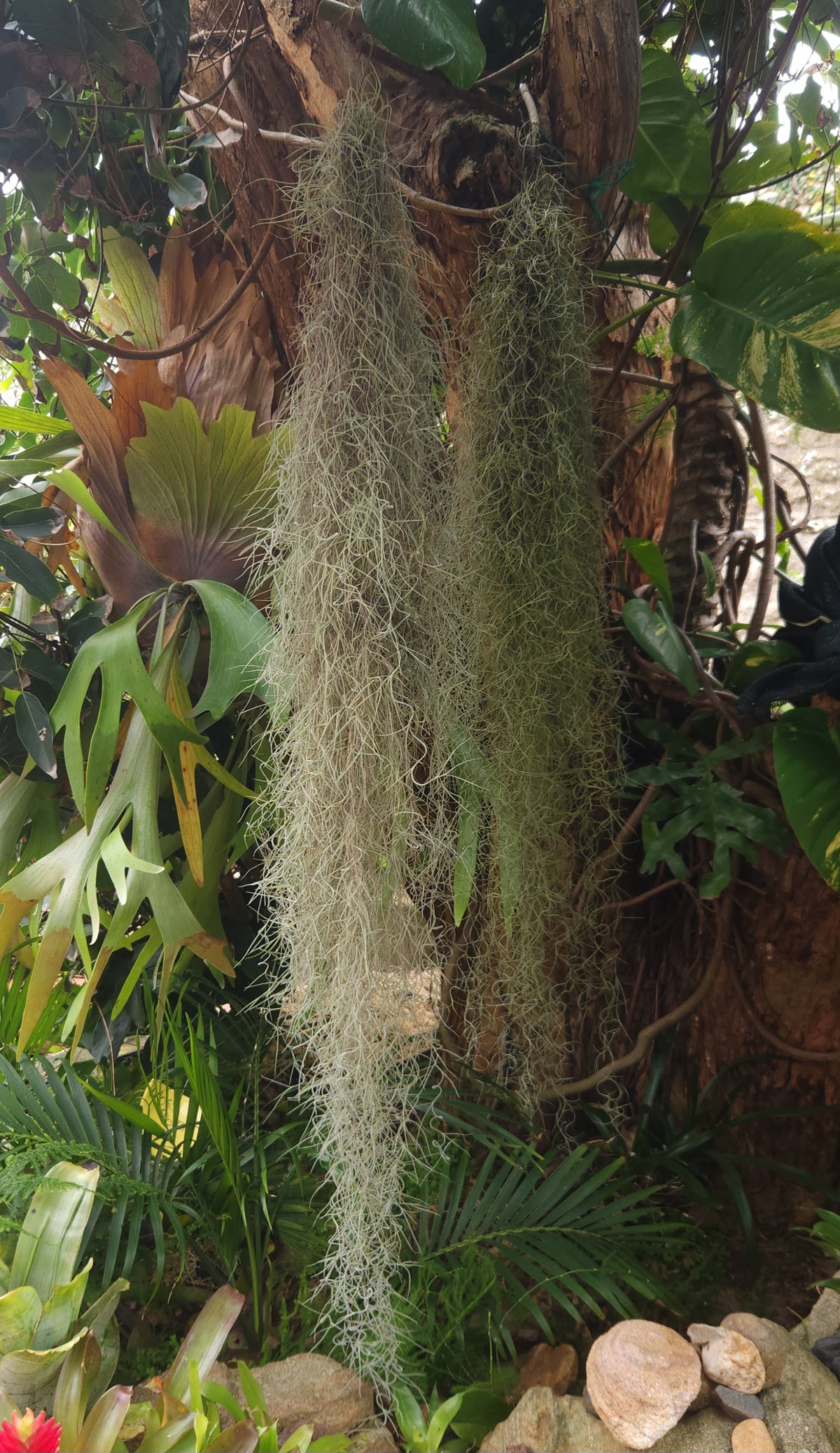 Spanish Moss Fine Form 1m+ lengths (Tillandsia usnoides)