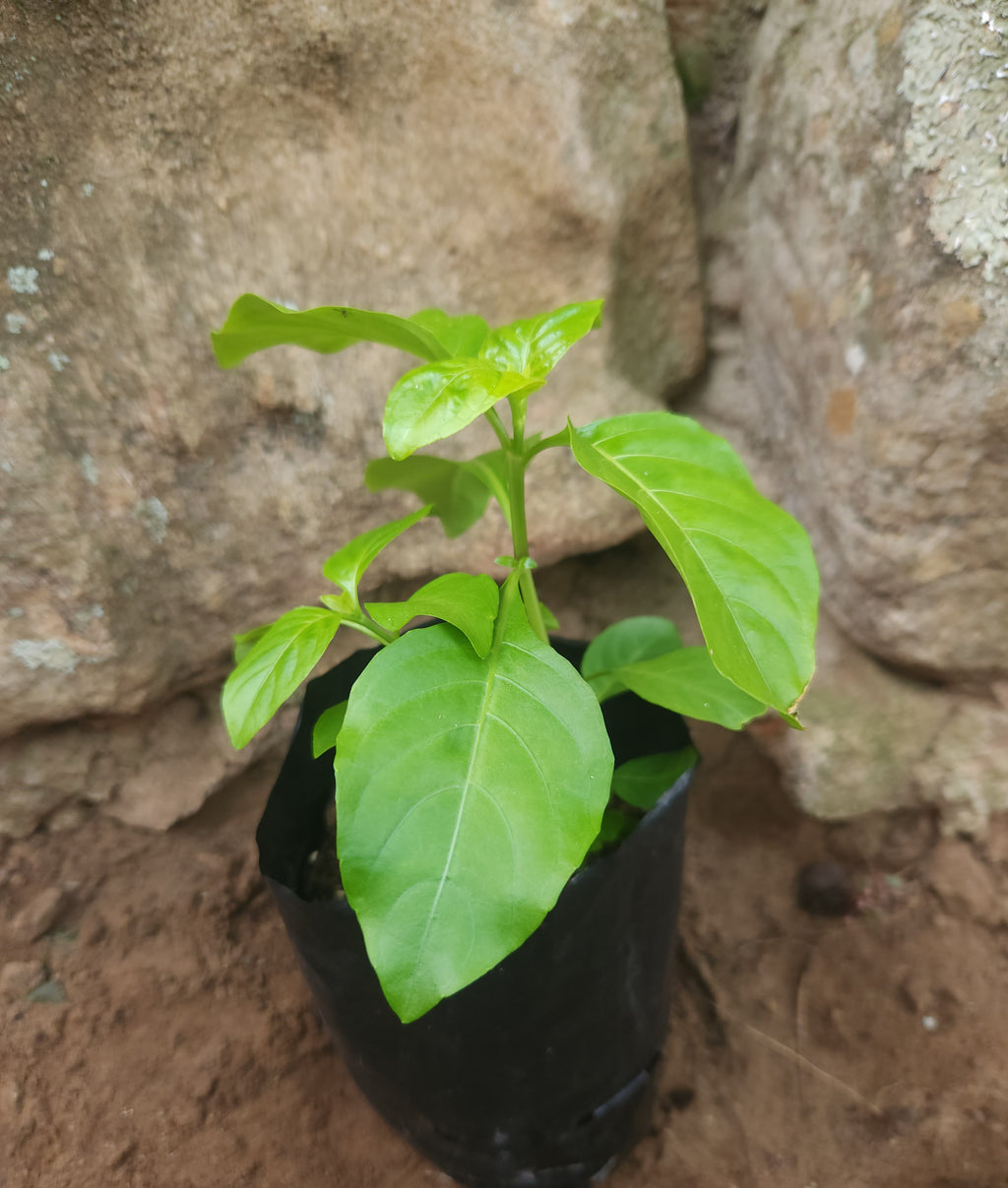 White Shrimp Plant (Justicia betonica)