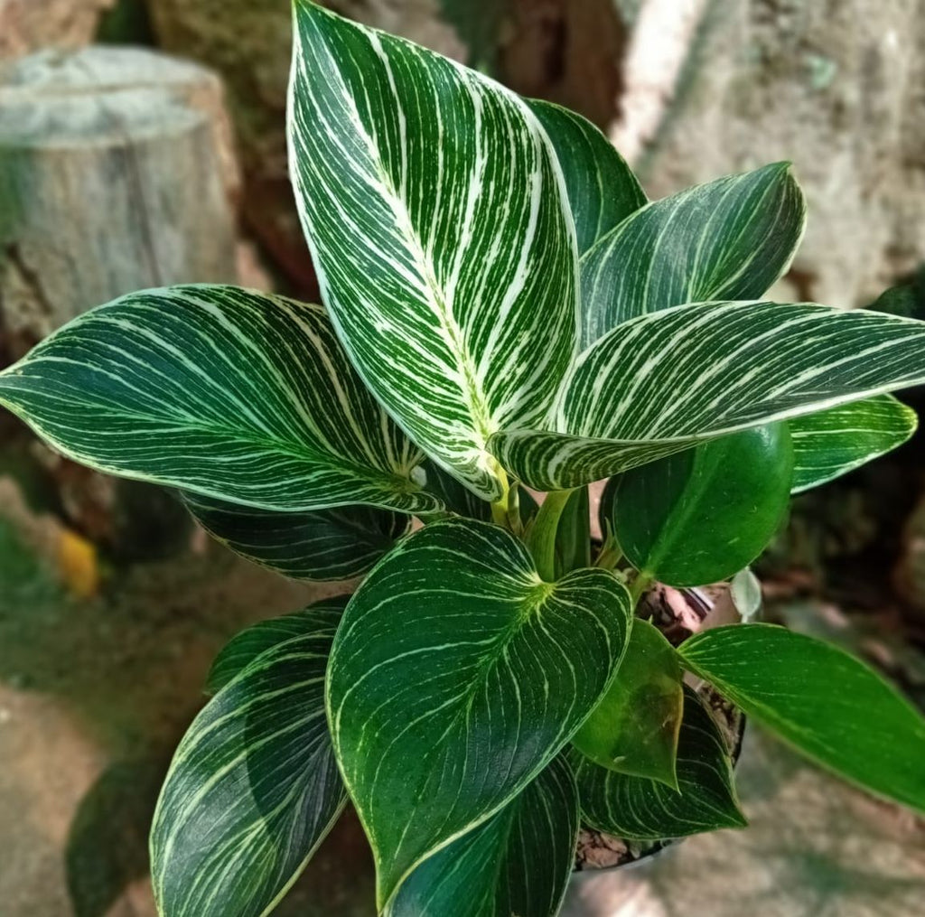 Birkin White Wave (Philodendron erubescens)
