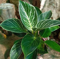 Birkin White Wave (Philodendron erubescens)