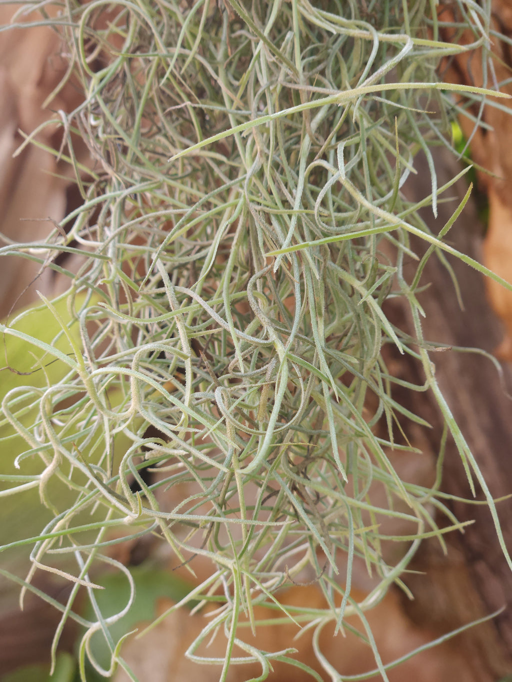 Spanish Moss Thick Form 30cm lengths (Tillandsia usnoides)