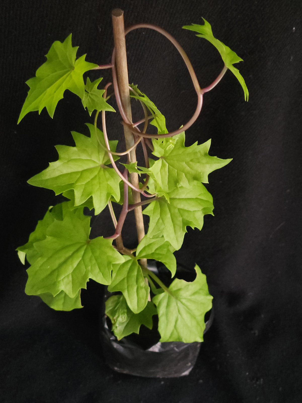 Canary Creeper (Senecio tamoides)