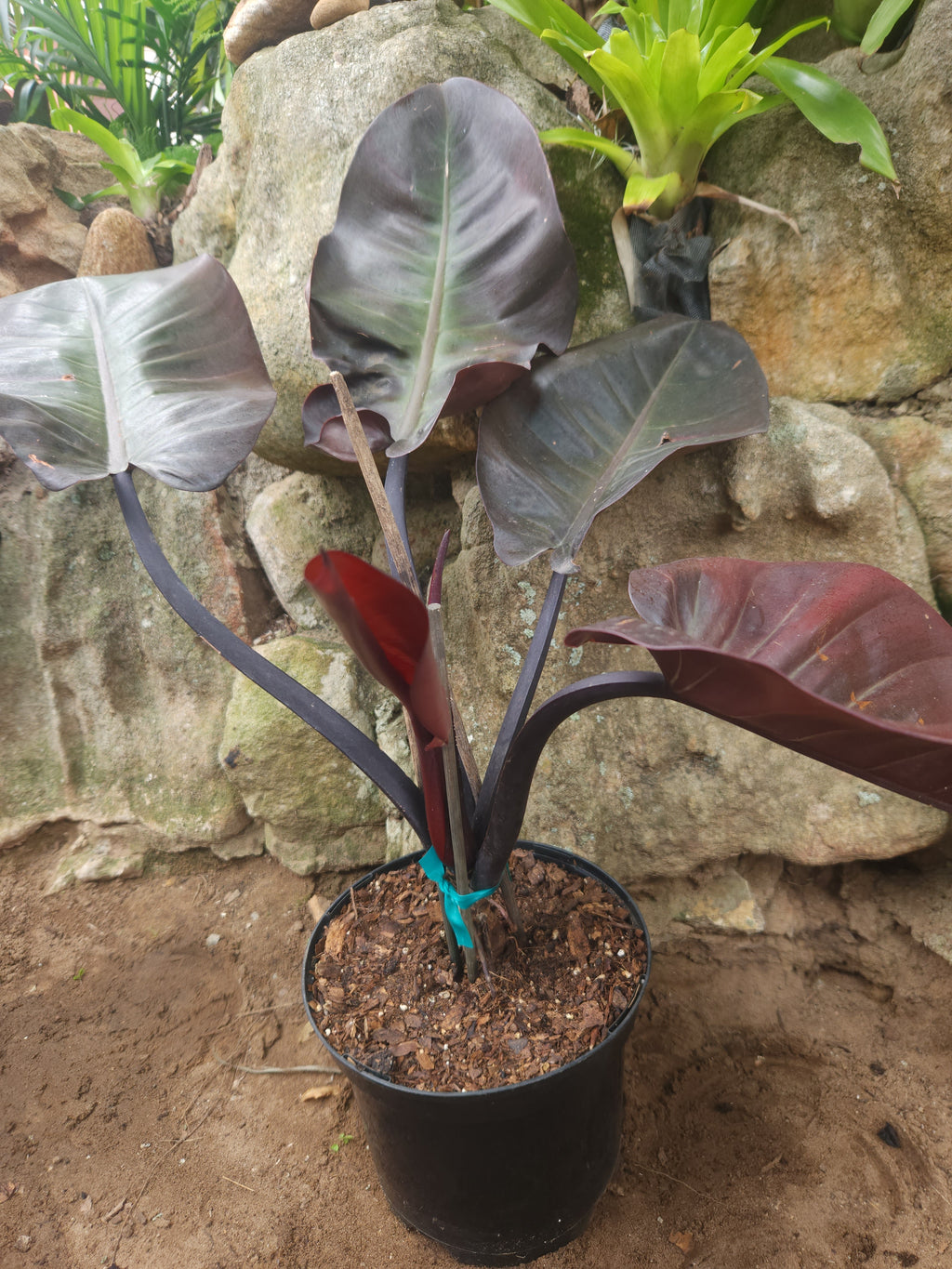 Black Cardinal (Philodendron Erubescens)