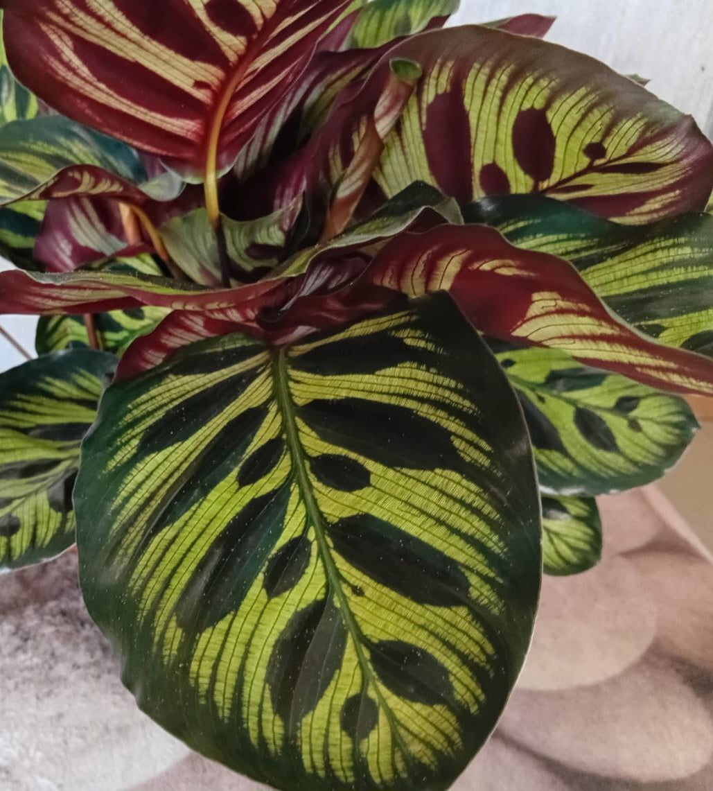 Peacock Plant (Goeppertia mokoyana)