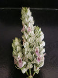 White Shrimp Plant (Justicia betonica)