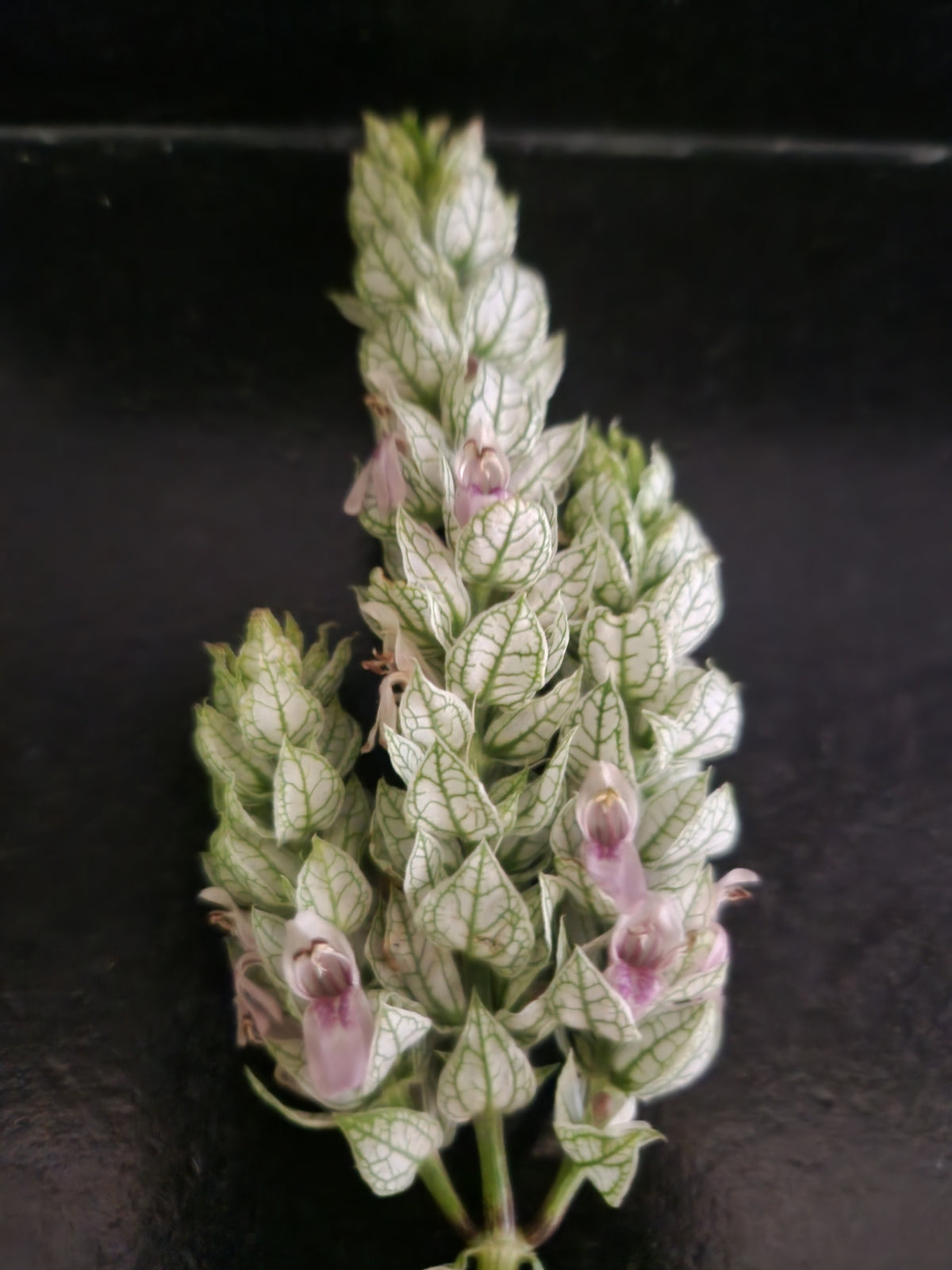 White Shrimp Plant (Justicia betonica)