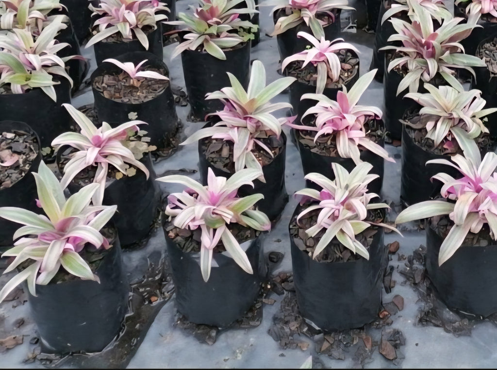 Rhoeo Rainbow (Tradescantia spathacea 'Tricolor)