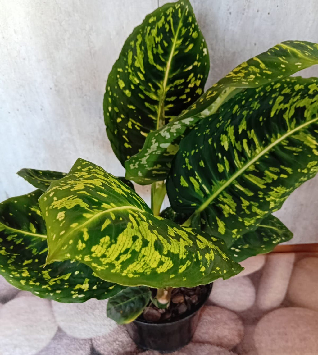 Dieffenbachia 'Reflector'
