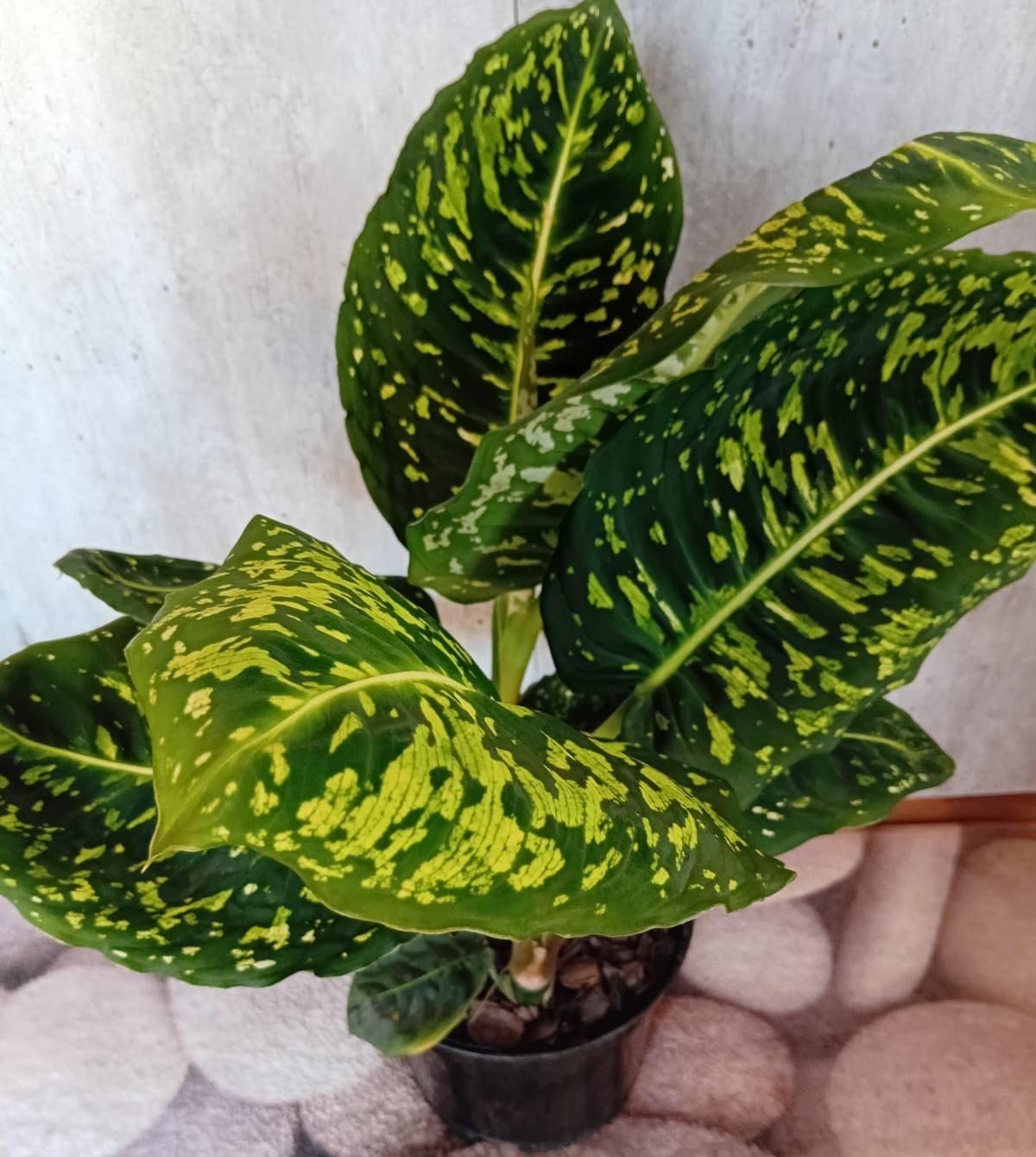 Dieffenbachia 'Reflector'