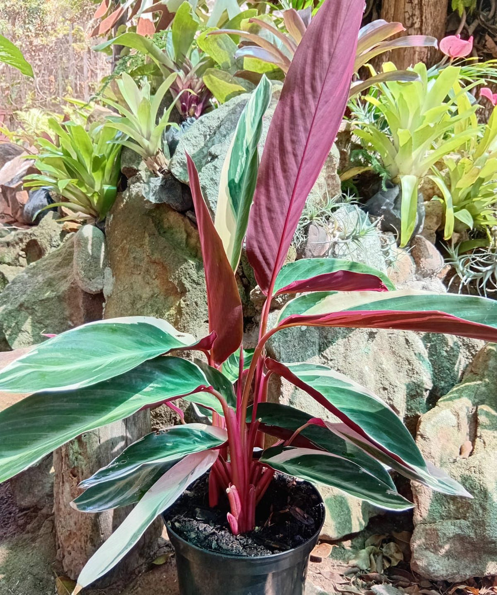 Triostar Prayer Plant (Stromanthe sanguinea)