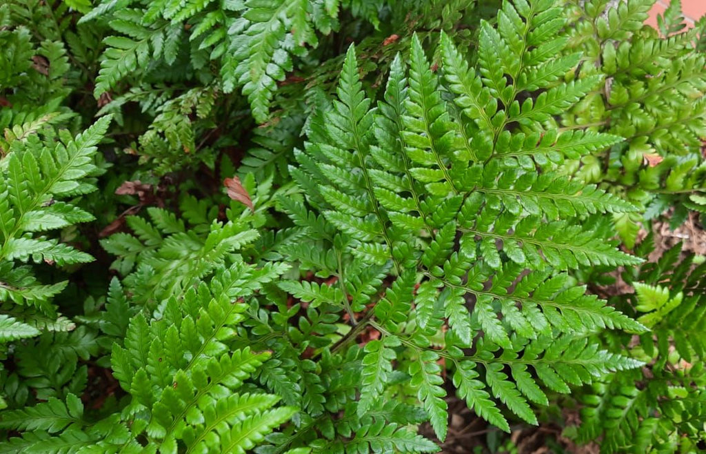 Leather Leaf Fern (Ruhmora adiantiformis)
