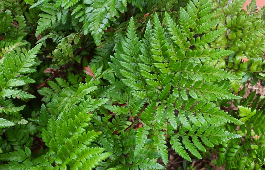 Leather Leaf Fern (Ruhmora adiantiformis)