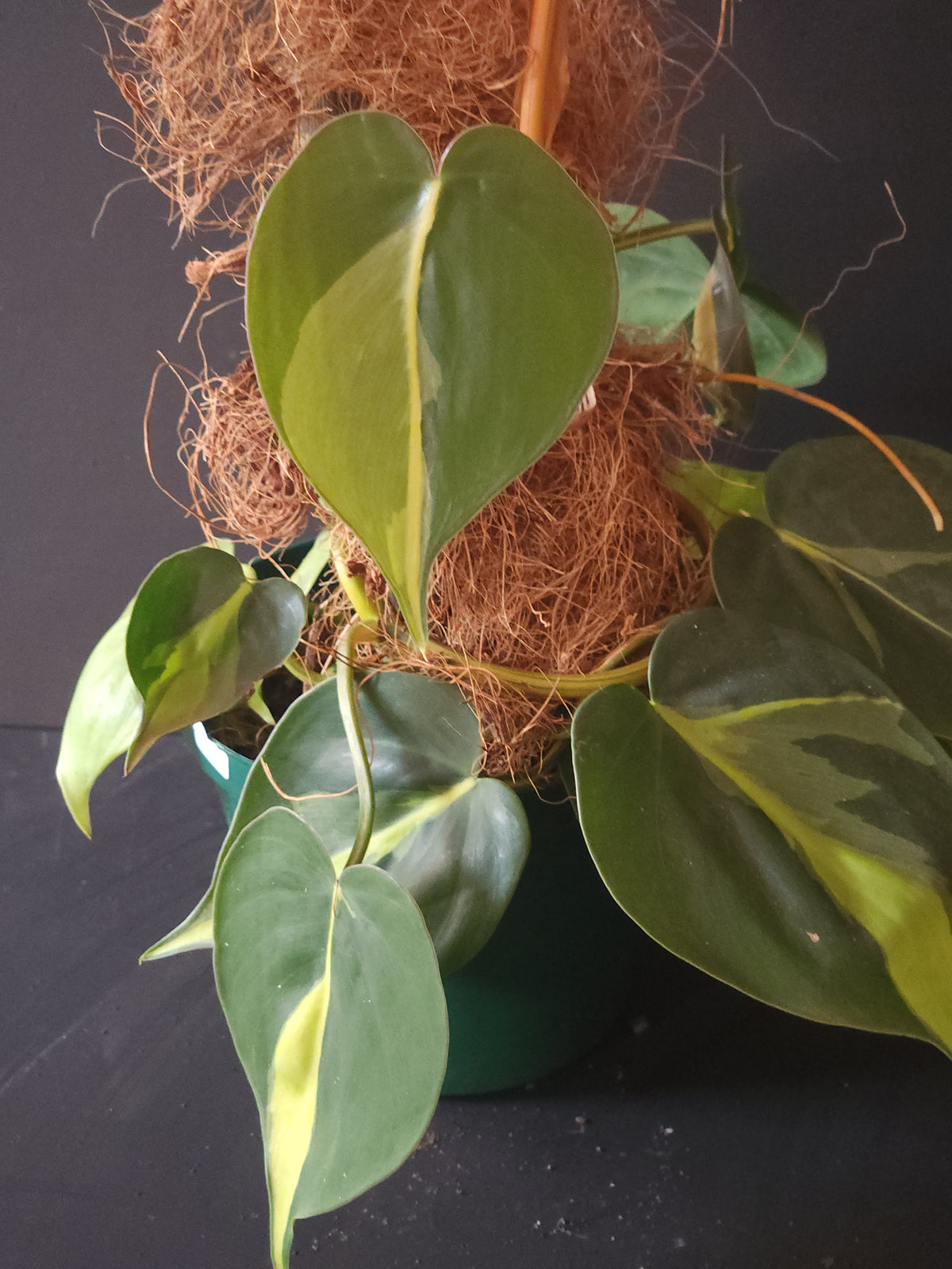 Heartleaf Philodendron "Brazil"