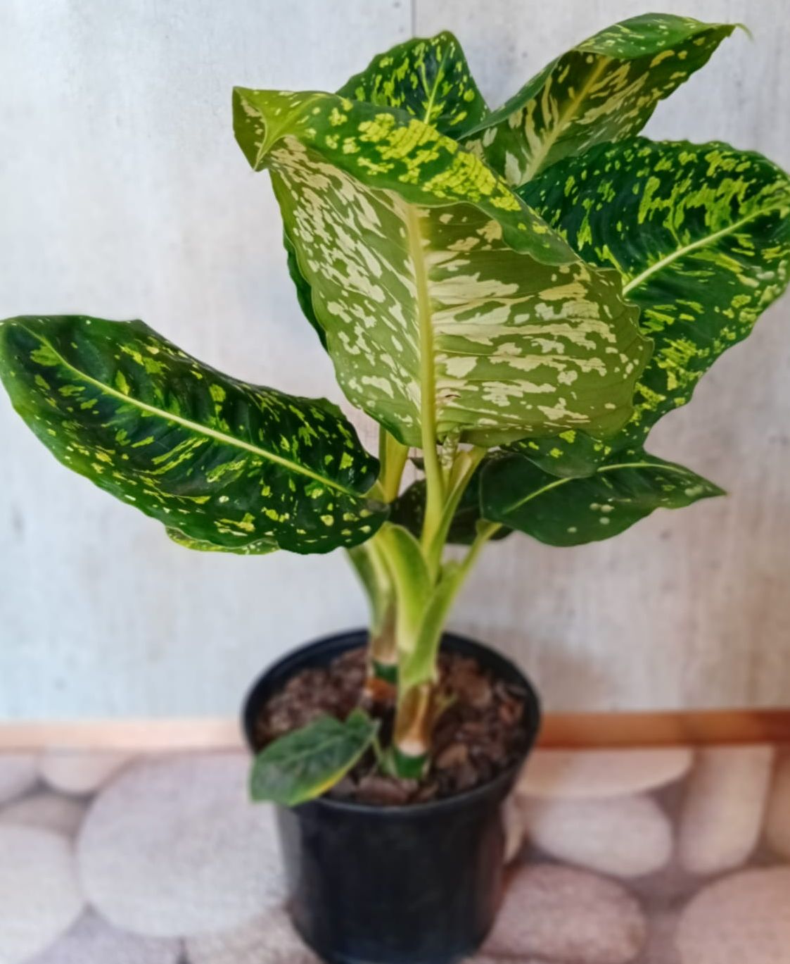 Dieffenbachia 'Reflector'