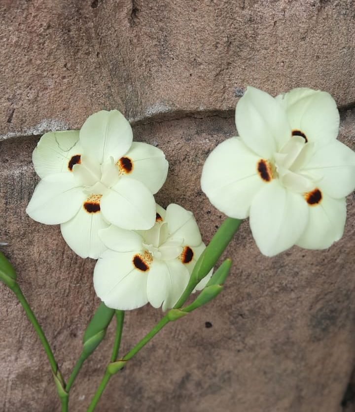 Yellow African Iris (Dietes bicolor)
