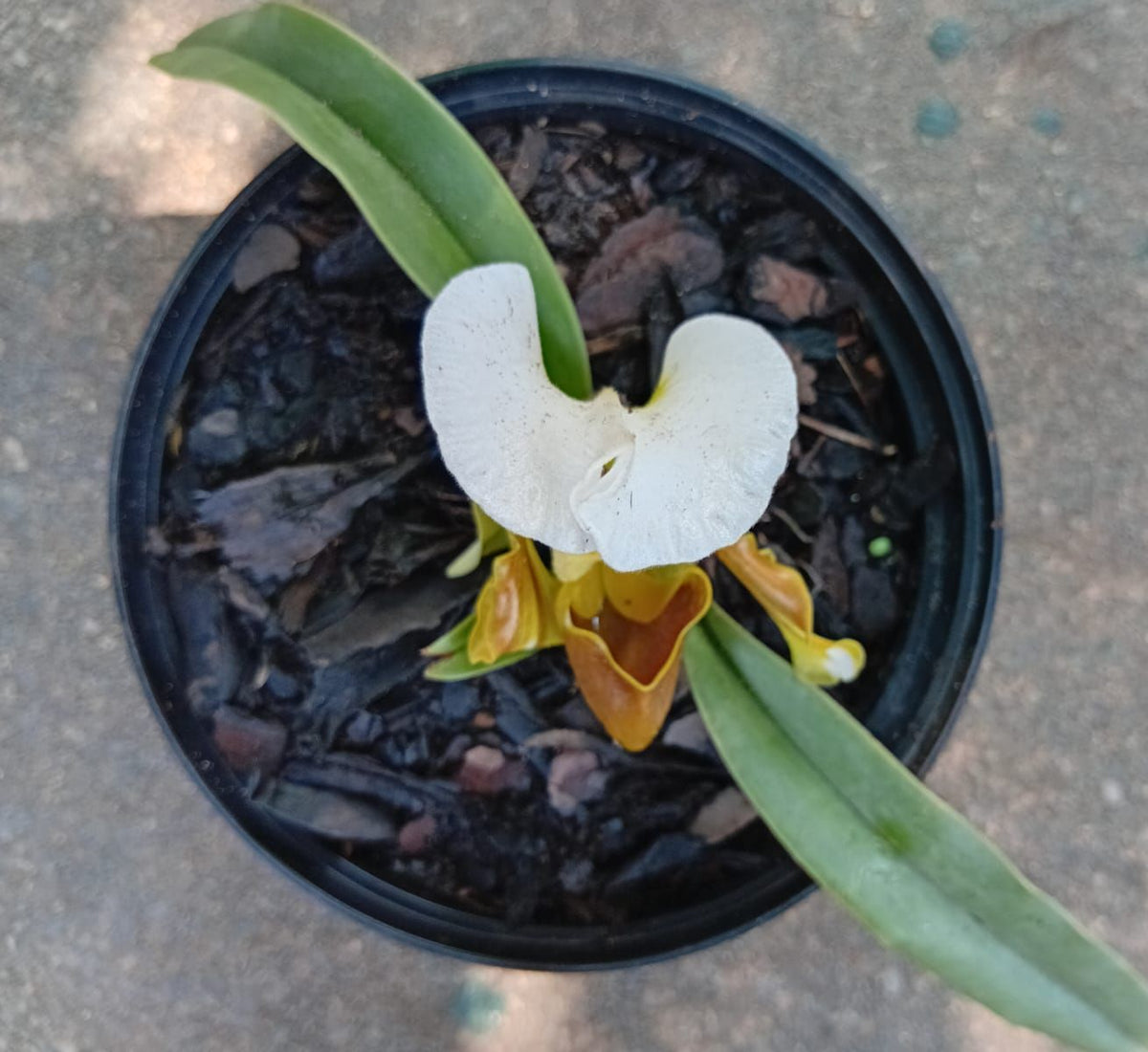 Slipper Orchid (Paphiopedilum Leeanum)