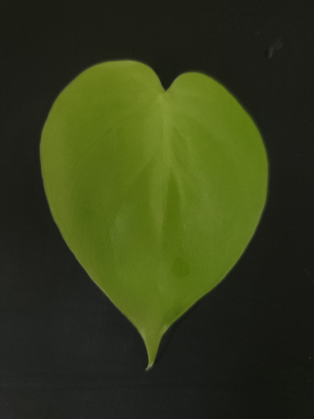 Heartleaf Philodendron "Neon"