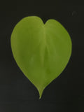 Heartleaf Philodendron "Neon"