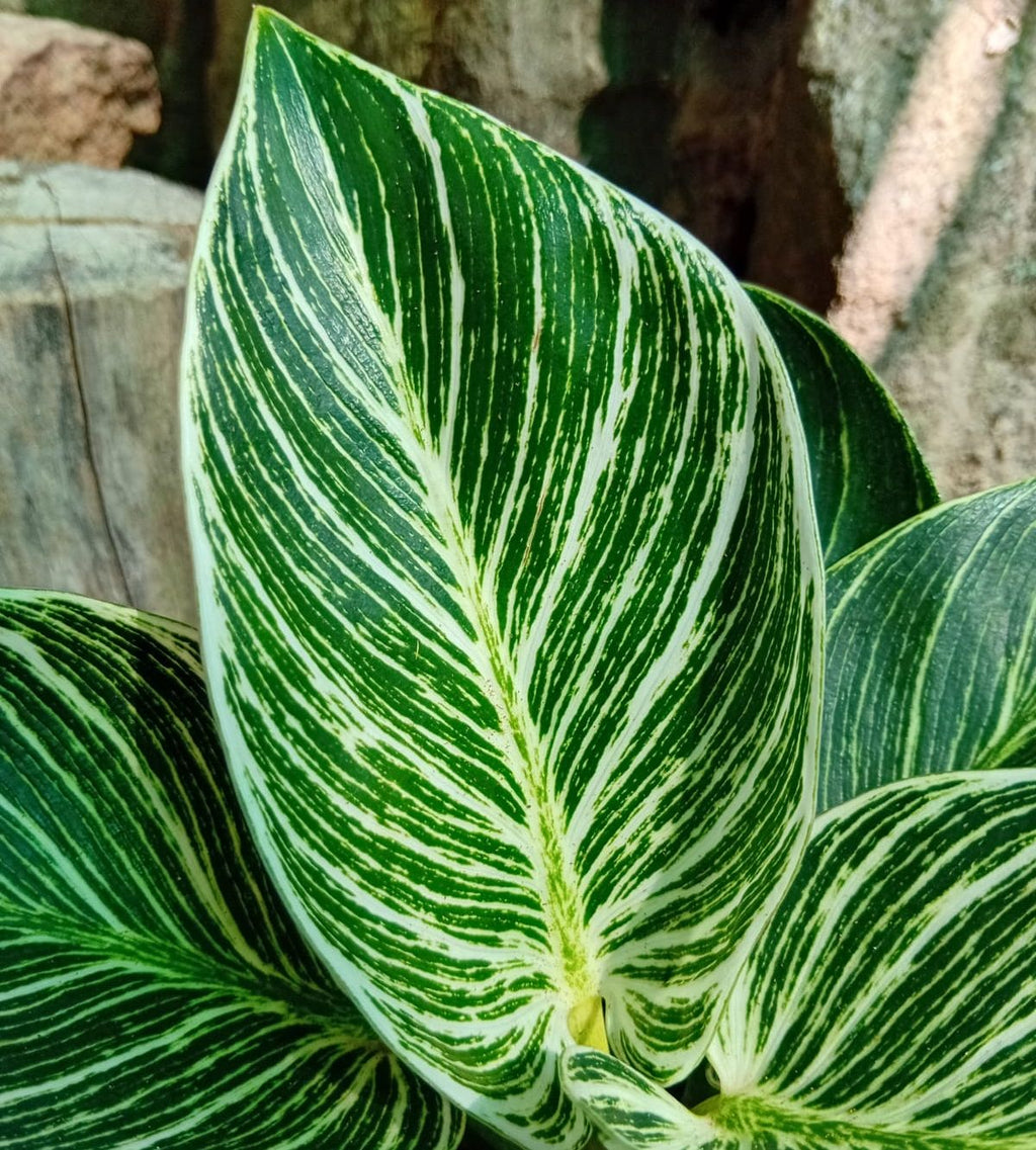 Birkin White Wave (Philodendron erubescens)