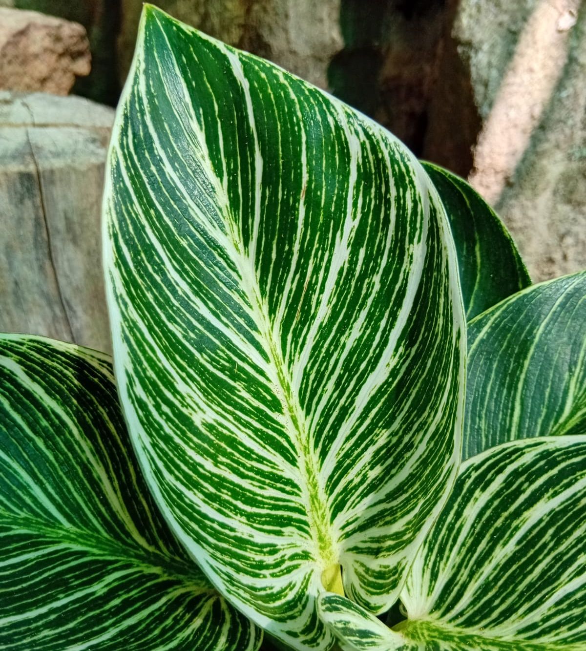 Birkin White Wave (Philodendron erubescens)
