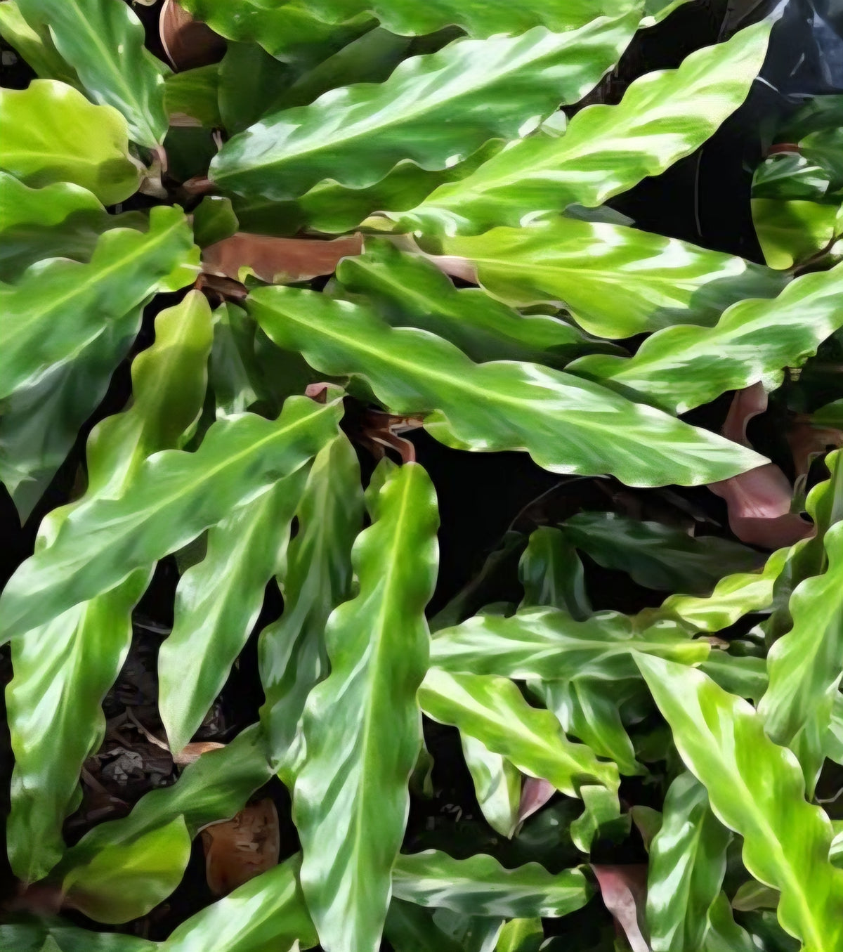 Furry Leaf Calathea (Goeppertia rufibarba)