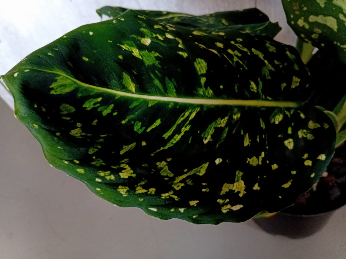 Dieffenbachia 'Reflector'