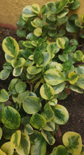 Green Gold Peperomia (Peperomia obtusifolia)