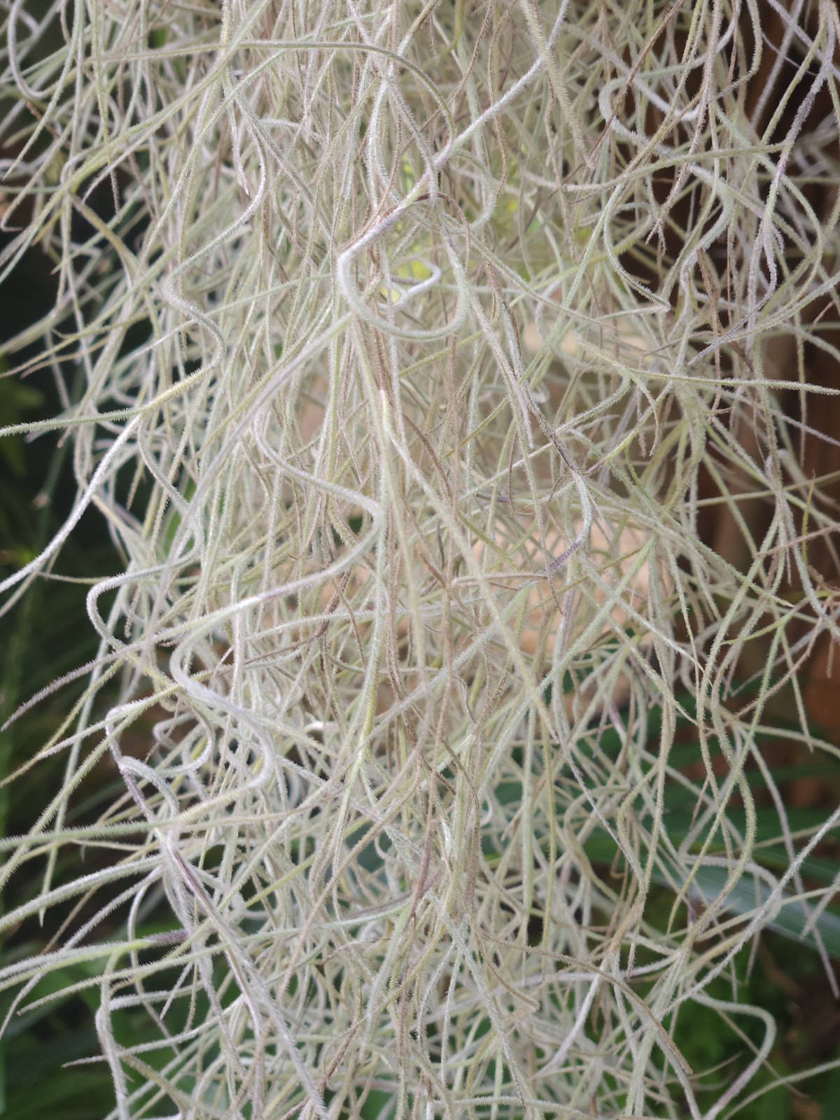 Spanish Moss Fine Form 1m+ lengths (Tillandsia usnoides)