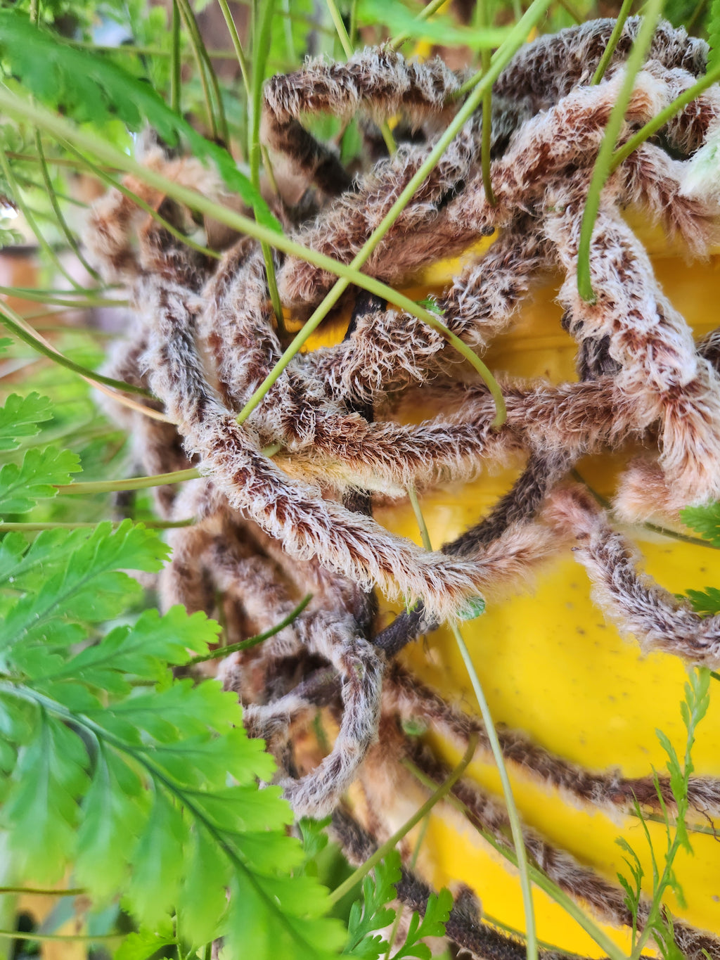 Rabbits Foot Fern (Davallia fejeensis)