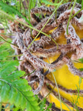 Rabbits Foot Fern (Davallia fejeensis)