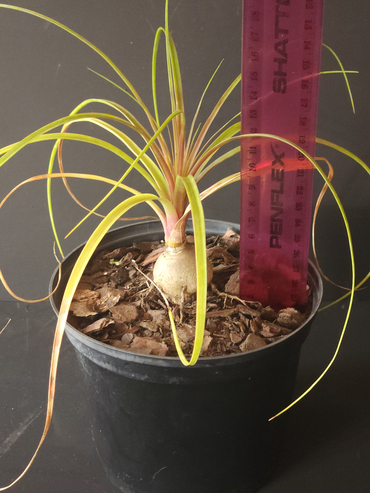 Mini Ponytail Palm (Beaucarnea recurvata (Ponytail Palm)