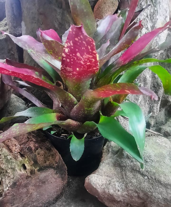 Bromeliad- Concentrica Pink/Purple