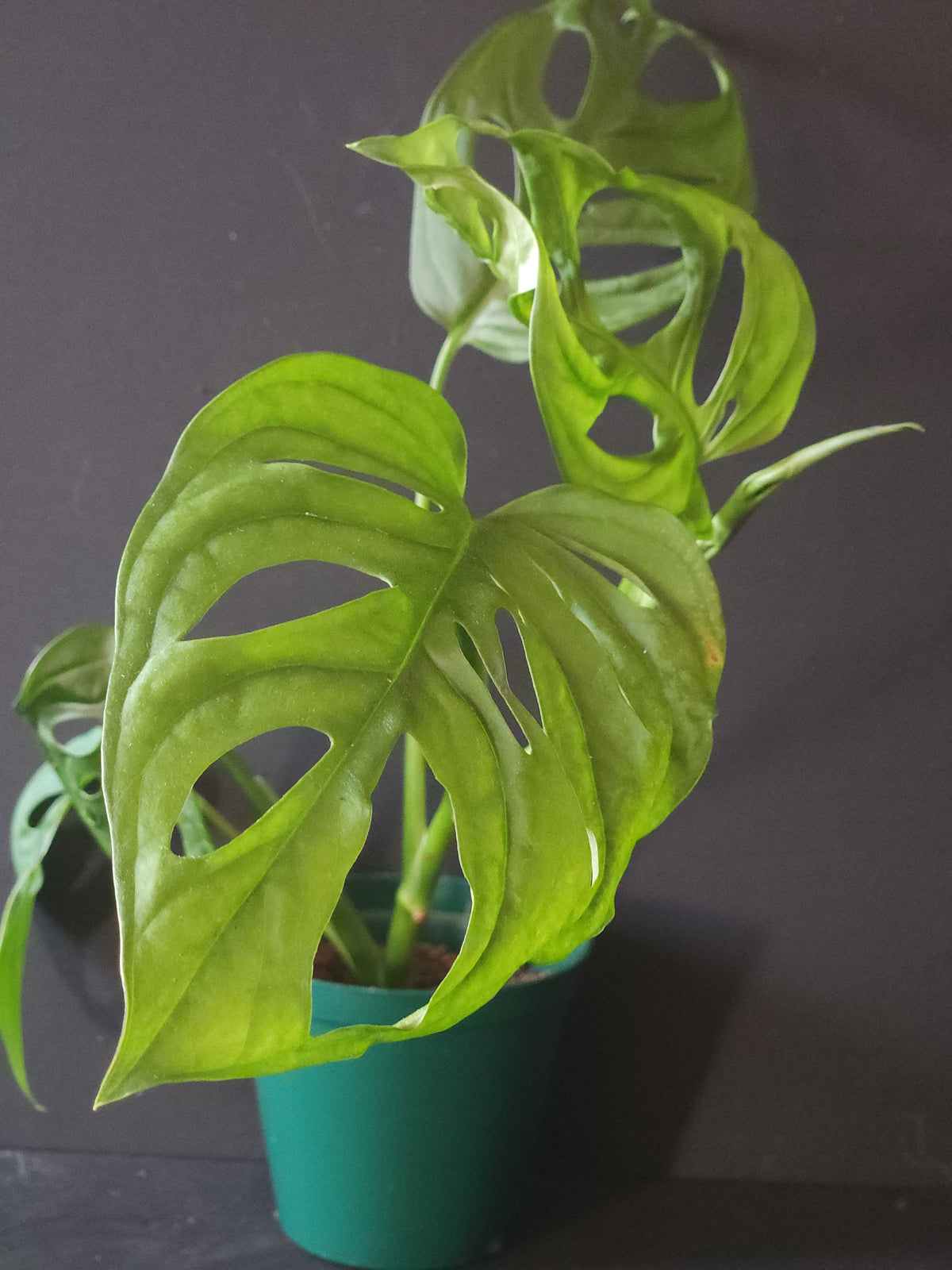 Swiss Cheese Plant (Monstera adonsonii)