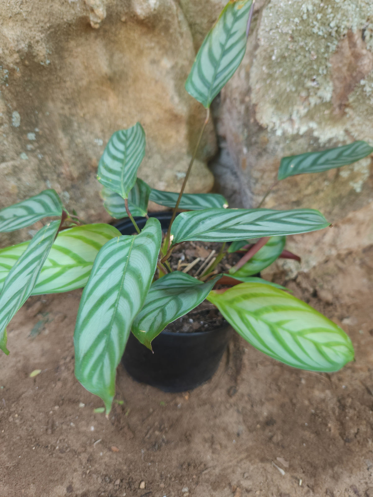 Grey Star Prayer Plant (Ctenanthe setosa)