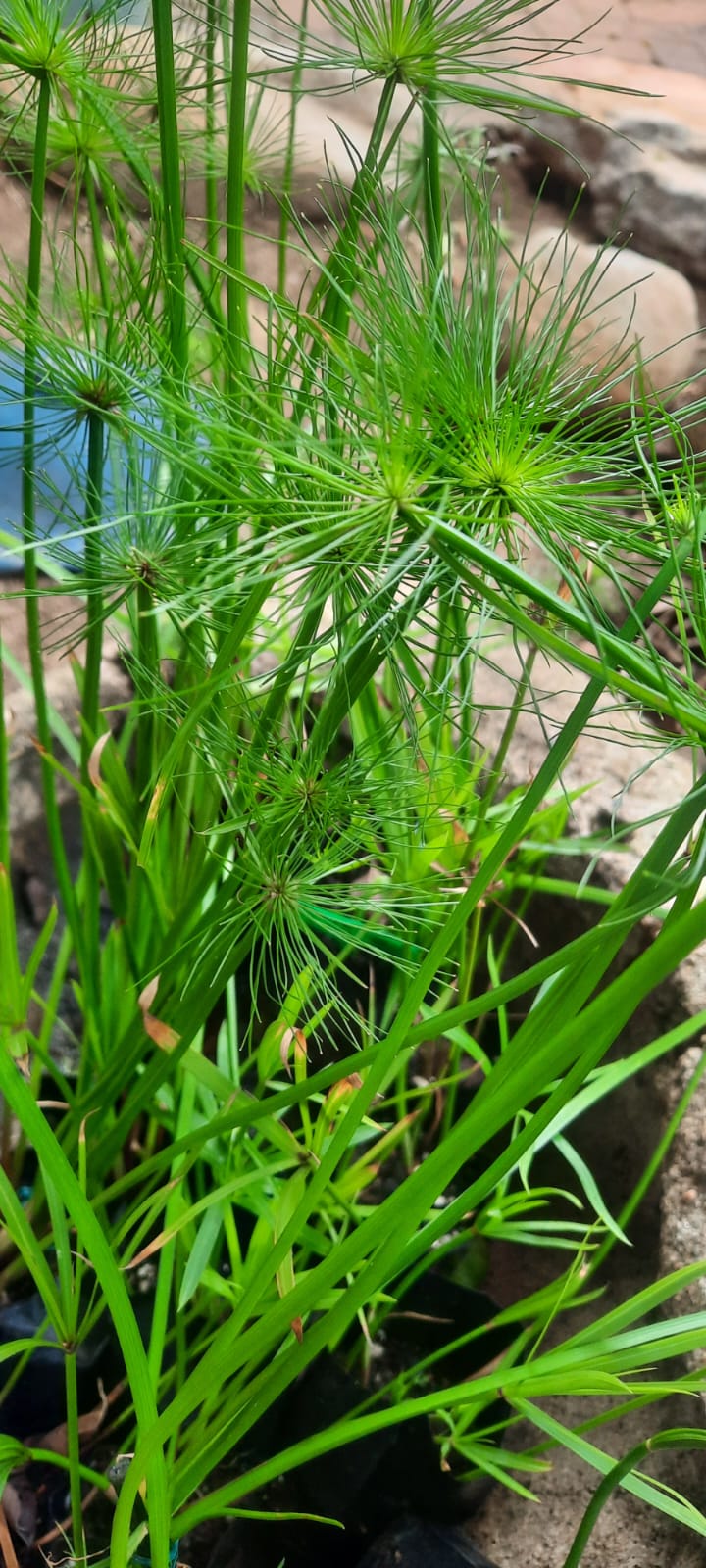 Mini Papyrus (Cyperus prolifer)