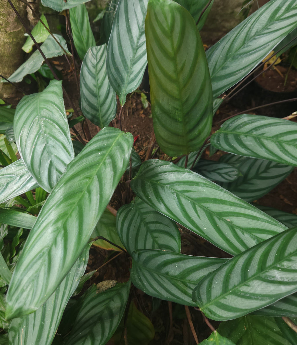 Grey Star Prayer Plant (Ctenanthe setosa)