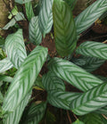 Grey Star Prayer Plant (Ctenanthe setosa)